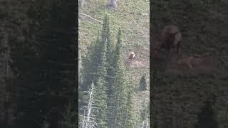 A cow elk in Montana pummels a mountain lion that is killing her calf. The lion kept its prize.