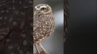 how owl see at night (explained) #owl #nightvision #birds #facts