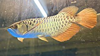 Arowana fish || Golden crossback arowana || #shorts #pets #aquarium #arowana