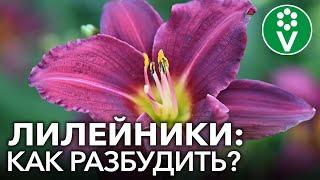 ШИКАРНОЕ ЦВЕТЕНИЕ ЛИЛЕЙНИКОВ обеспечено при таком уходе весной! Неожиданные советы коллекционера