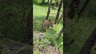 leopard 