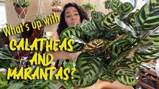 Sharing how I don't kill my calatheas and marantas