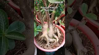 Adenium Arabicum Black Hawk #bonsai #plants #adenium #shorts #viral #desertrose #adeniumarabicum