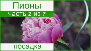  Посадка пионов осенью и весной, как сажать пионы