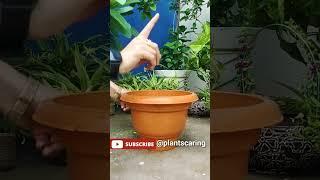 Gardening Tips for beginners - 2 |  Basic Tips for gardening | गार्डनिंग के लिए ज़रूरी सुझाव 