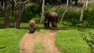 Tiger behind Elephant calf.