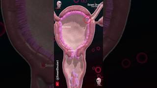 Menstrual cycle & Ovulation (Menstruation)  ‍️