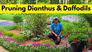 Cutting Back Dianthus & Daffodils  Garden Cleanup