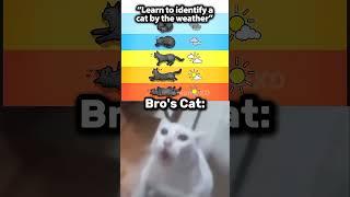 That not how cats work