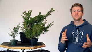 Juniper Bonsai development