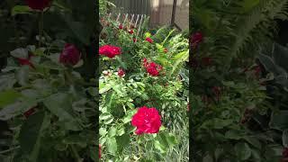 Розы в саду #roosid #розы #roses #клумба #сад #дача #garden #aed #цветы #flowers