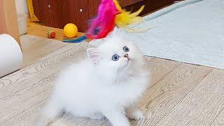 Kittens play happily with feathers.