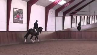 Dressage horse for sale. Steniro (by Stedinger x De Niro)