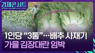 배추 한 통이 치킨값 실화냐?…품절 사재기까지 [경제콘서트] / KBS  2024.09.25.