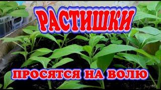 РАСТИШКИ капелька позитива и песня в подарок