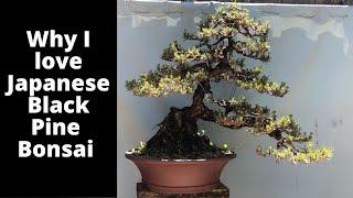 Why I love Japanese black pine as bonsai great features and techniques to use