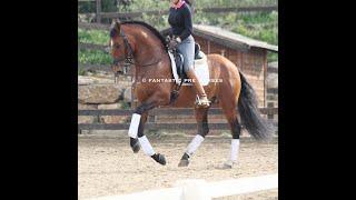 RECTI • PURA RAZA ESPAÑOL // UTRERANO VII son // TOP DRESSAGE HORSE working the flying changes