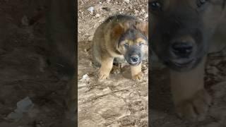 Cute little dog  #subscribe #animals #nature #shorts #shortsvideo #shortsfeed #shortsviral