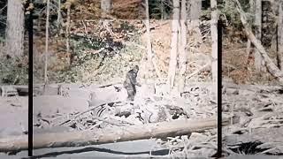 Patterson-Gimlin Film HD 60fps