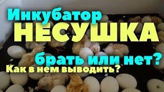 Инкубатор Несушка: стоит ли покупать? // Таблица инкубации // Честный обзор