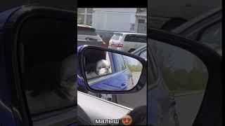 милый мой пёсик))) кайфует #подпишись  #собака #кайф #cutepets #pets #рекомендации #dogs #dog