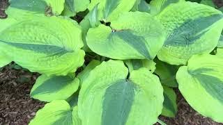 Hosta Plants and Shade Garden Tour | #Hosta Collection