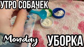 Утро сквиши собачек, Уборка