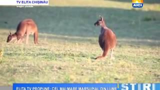AICI CHISINAU ELITA TV PROPUNE CEL MAI MARE MARSUPIAL DIN LUME 09 10 2015