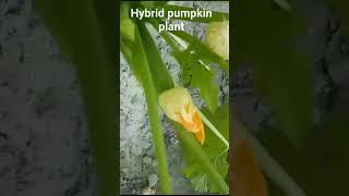 Hybrid pumpkin plant!! #short #shorts #plants #seed #pumpkin