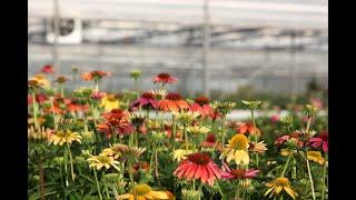 Sonnenhut einpflanzen im Garten | Pflanzen-Kölle