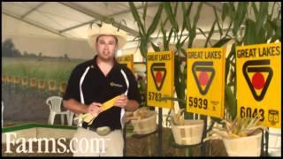 Great Lakes Hybrids: Corn Hybrid Product Review