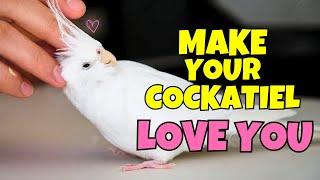 Proven Ways to Make Your Cockatiel LOVE You 