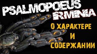 Содержание ПТИЦЕЕДА Ирминия ( Psalmopoeus irminia )