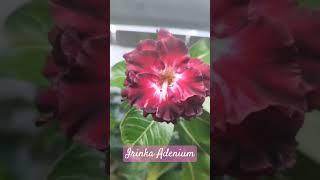 #adenium #adeniumcaudex #adeniumlover #shortvideo #youtube #adeniumobesum #viral #youtubeshorts #yt