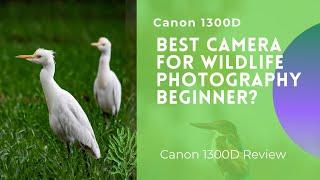 Canon 1300D Review | Best Camera For Wildlife Photography Beginner