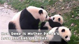 How Deep Is Mother Panda's Love For Baby Pandas? | iPanda