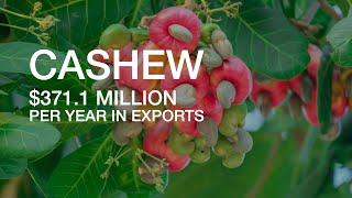 DOCUMENTARY  - CASHEW IS BIG BUSINESS IN GHANA