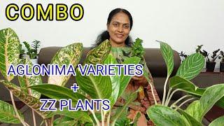 AGLONIMA/INDOOR PLANTS/ZZ PLANTS/ONLINE SALE/ COMBO OFFER/ DISCOUNT SALES/OFFER PLANTS ONLINE SALE