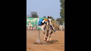 Nazabazi with Mubashar Tiwana#beautifulhorses #horse #pakistan#punjab #youtube#youtubeshorts