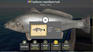 ТРОФЕЙНЫЙ ГОРБЫЛЬ СЕРЕБРИСТЫЙ,РАЗДАЧА ЛОСОСЯ на АРХИПЕ и ЧЁРНОГО БУФФАЛО в Русской Рыбалке 4! РР4