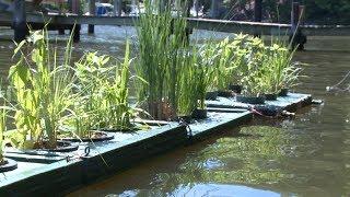 Floating Gardens of the Magothy