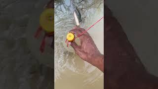 #fishing #primitiveplus #aquaculture #diy #fish #bamboo1 #fishfarming #satisfying