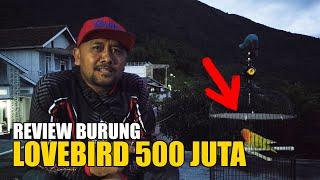 GK ADA RAWATAN ISTIMEWA‼️TAPI PEMULA WAJIB TAU ILMU PENTING DARI BURUNG 500 JUTA INI