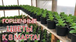 Какие ЦВЕТЫ К 8 МАРТА вырастили? Обзор ТЕПЛИЦЫ на 17 февраля!