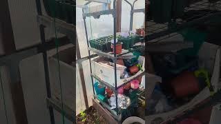 GreenTGarden Greenhouse  | Quick Look For Spring |  #springgarden #newyork  #greentgarden