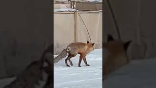 Лиса пришла к столовой в Норильске.01.04.24 #лиса #голод #еда #весна2024