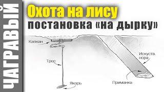 Охота на лису капканами по чернотропу | Подробно