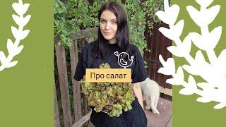 Про любимый салат