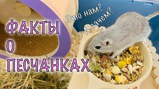 ФАКТЫ О ПЕСЧАНКАХ, ПЛЮСЫ И МИНУСЫ.