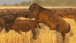 Elite Ram named Balu 